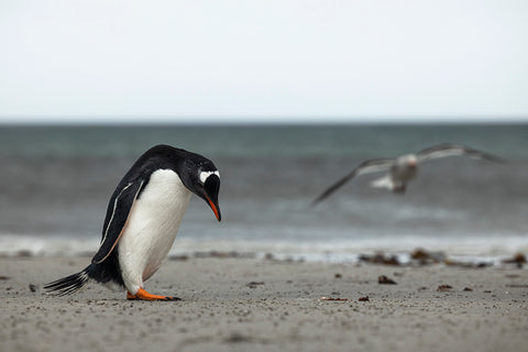 Pingüino de pie en la playa