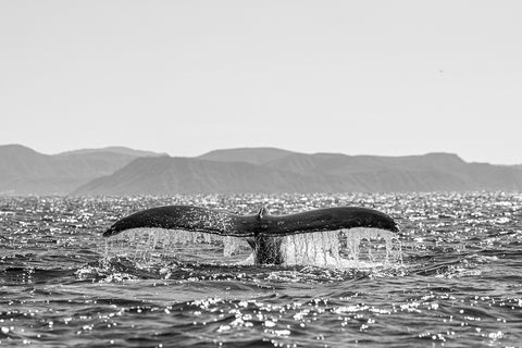 Ballena sumergiéndose