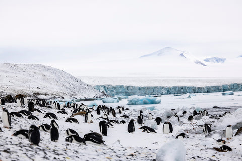 Colonia de pingüinos